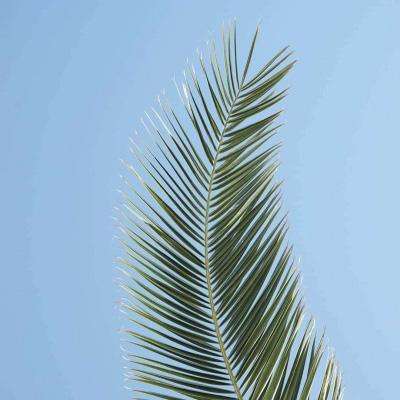 推店app足球彩票